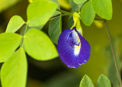 Clitoria ternatea