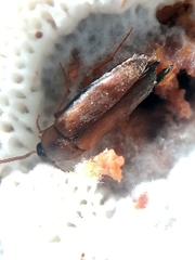 Hallomenus binotatus