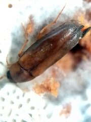 Hallomenus binotatus