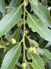 Maytenus peduncularis