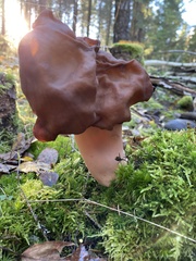 Gyromitra
