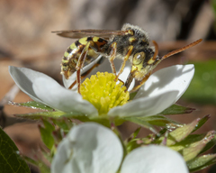 Nomada imbricata