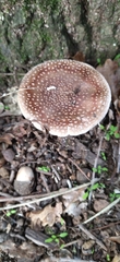 Amanita rubescens