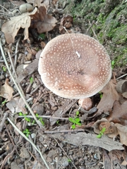 Amanita rubescens