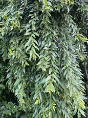 Maytenus peduncularis