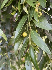 Maytenus peduncularis