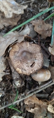 Basidiomycota
