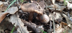 Basidiomycota