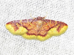 Syngatha latiflavaria