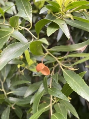 Maytenus peduncularis