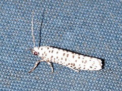 Yponomeuta strigillatus