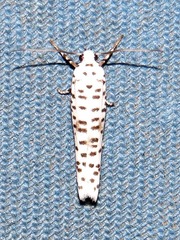 Yponomeuta strigillatus