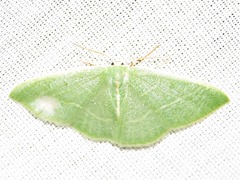 Neromia rubripunctilla