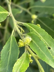 Maytenus peduncularis