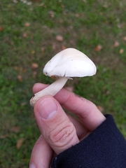 Leucoagaricus leucothites