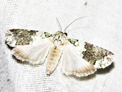 Blenina squamifera