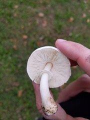 Leucoagaricus leucothites