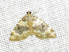 Piercia perizomoides