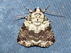 Blenina squamifera
