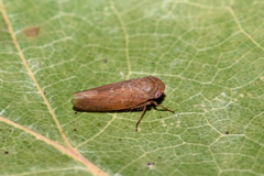 Thamnotettix exemtus