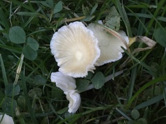 Atheniella flavoalba