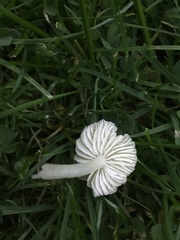 Atheniella flavoalba