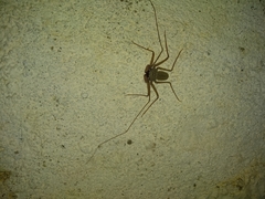 Phrynus operculatus