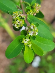 Euphorbia hypericifolia