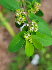Euphorbia hypericifolia
