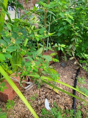 Euphorbia hypericifolia