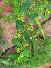 Euphorbia hypericifolia