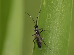 Vulgichneumon