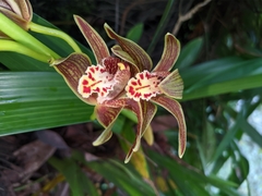 Cymbidium
