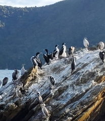 Leucocarbo carunculatus