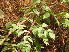 Rubus parviaraliifolius