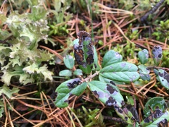 Mycosphaerella stemmatea