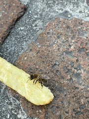 Apis mellifera