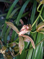 Cymbidium