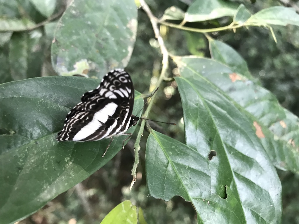 Euptera choveti