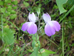 Collinsia multicolor
