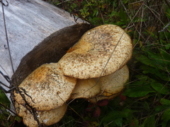 Pleurotus levis
