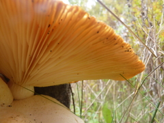 Pleurotus levis