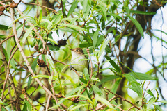 Euscarthmus meloryphus