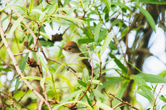 Euscarthmus meloryphus