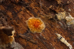 Leucogyrophana mollusca
