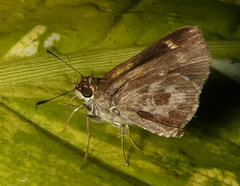 Callimormus corades