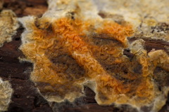 Leucogyrophana mollusca