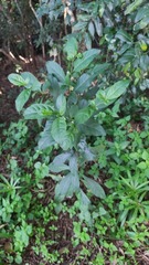 Cestrum laevigatum