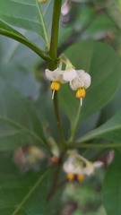 Cestrum laevigatum