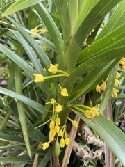 Maxillaria aurea